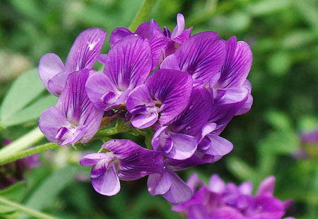 紫花苜蓿